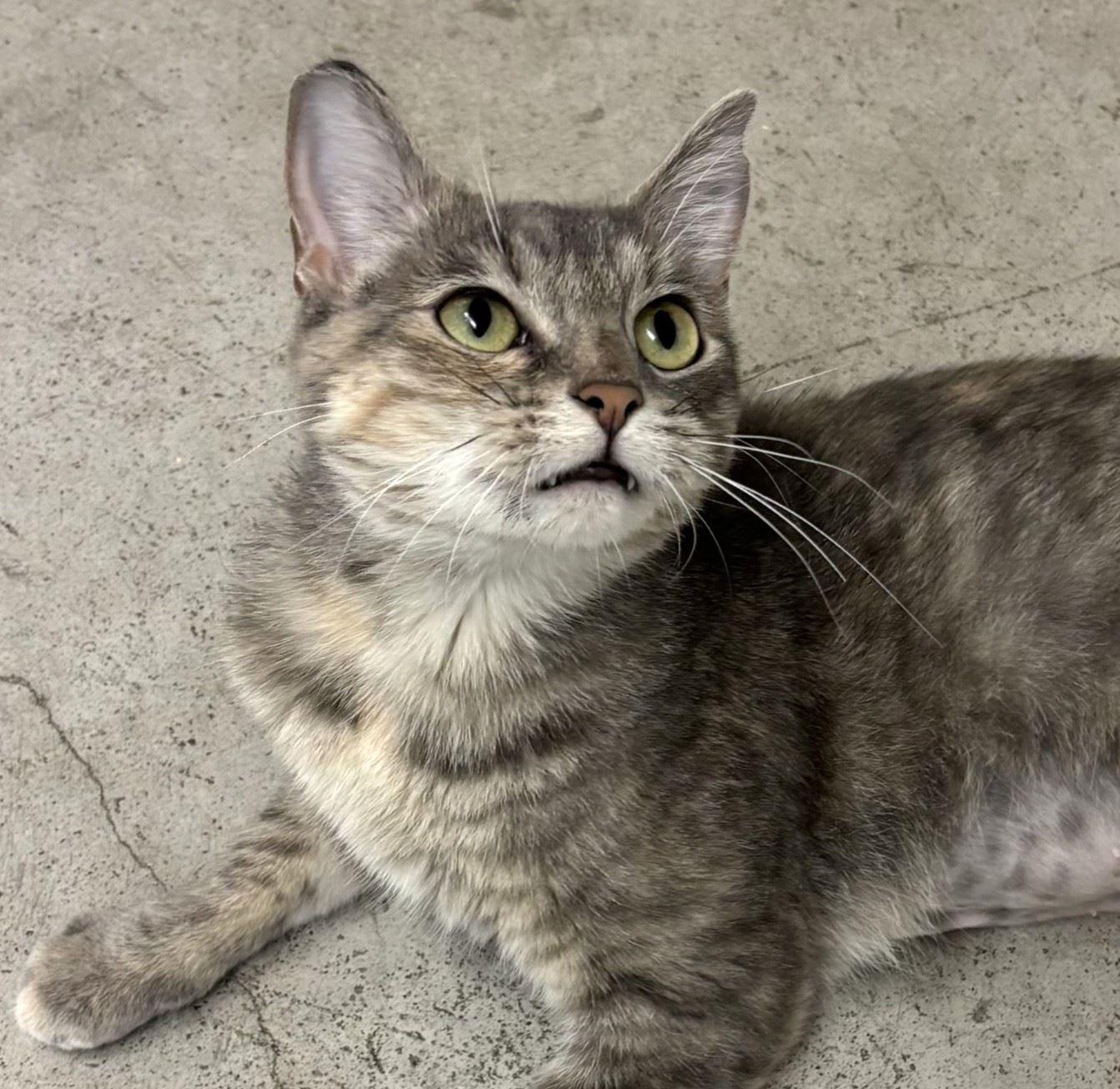 Enlarge Bling, a Adoptable Domestic Short Hair in Iowa City, IA image 2/2
