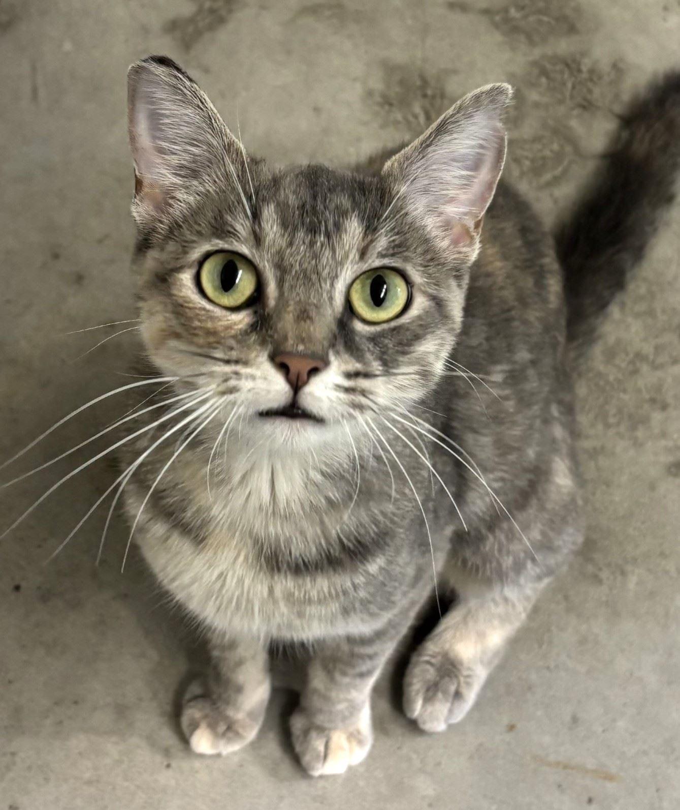 Enlarge Bling, a Adoptable Domestic Short Hair in Iowa City, IA image 1/2