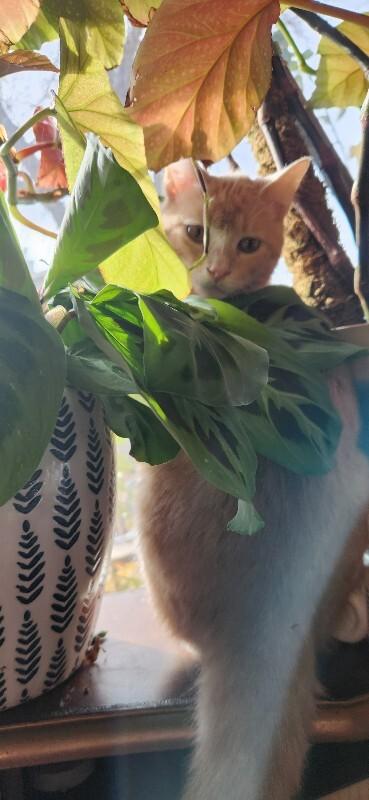 Frittata, Adoptable, Young Male Domestic Short Hair.