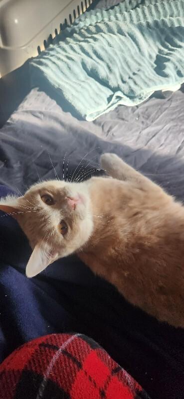 Frittata, Adoptable, Young Male Domestic Short Hair.