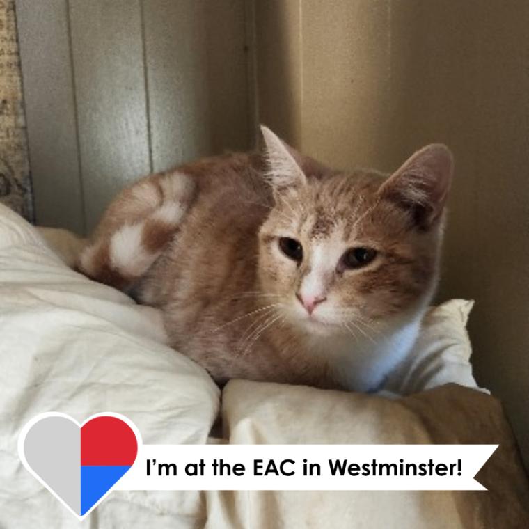 Frittata, a Adoptable Domestic Short Hair in Westminster, CO image 2/3