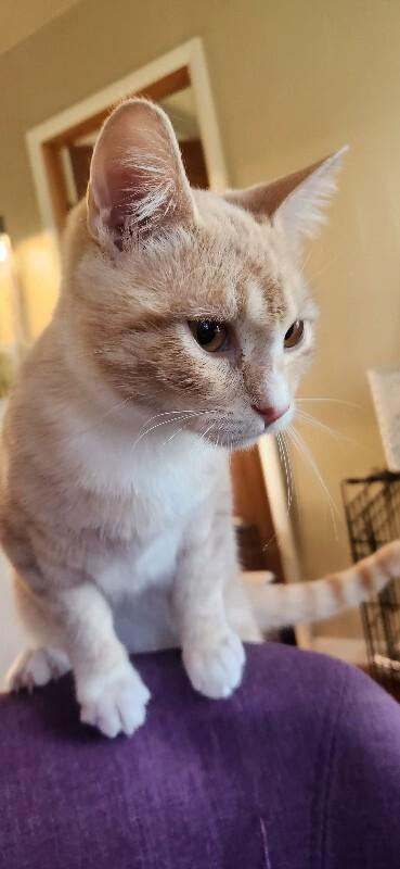 Enlarge Frittata, a Adoptable Domestic Short Hair in Westminster, CO image 4/6