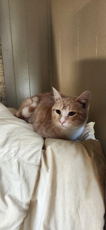 Enlarge Frittata, a Adoptable Domestic Short Hair in Westminster, CO image 6/6