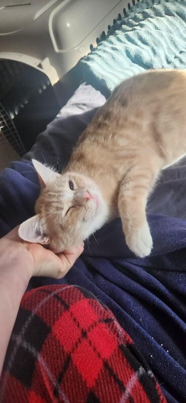 Frittata, a Adoptable Domestic Short Hair in Westminster, CO image 3/3