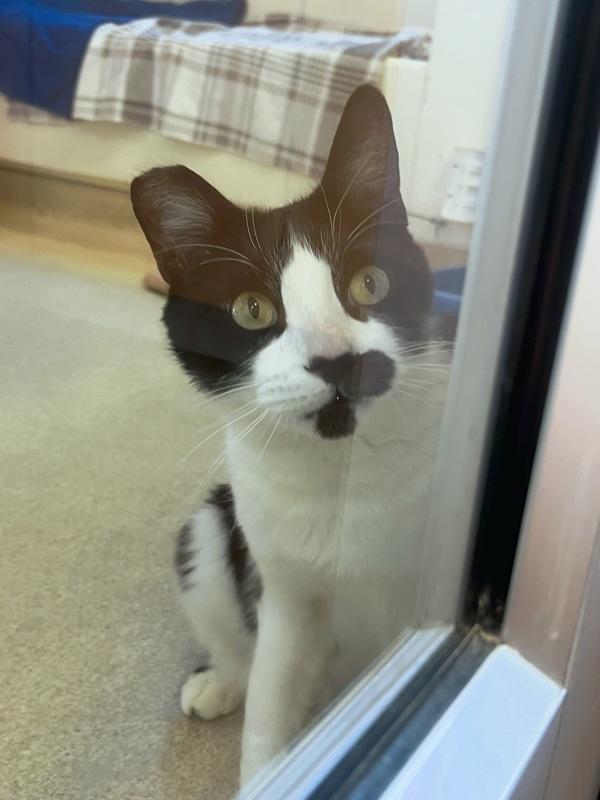 Charm, Adoptable, Adult Male Domestic Short Hair.