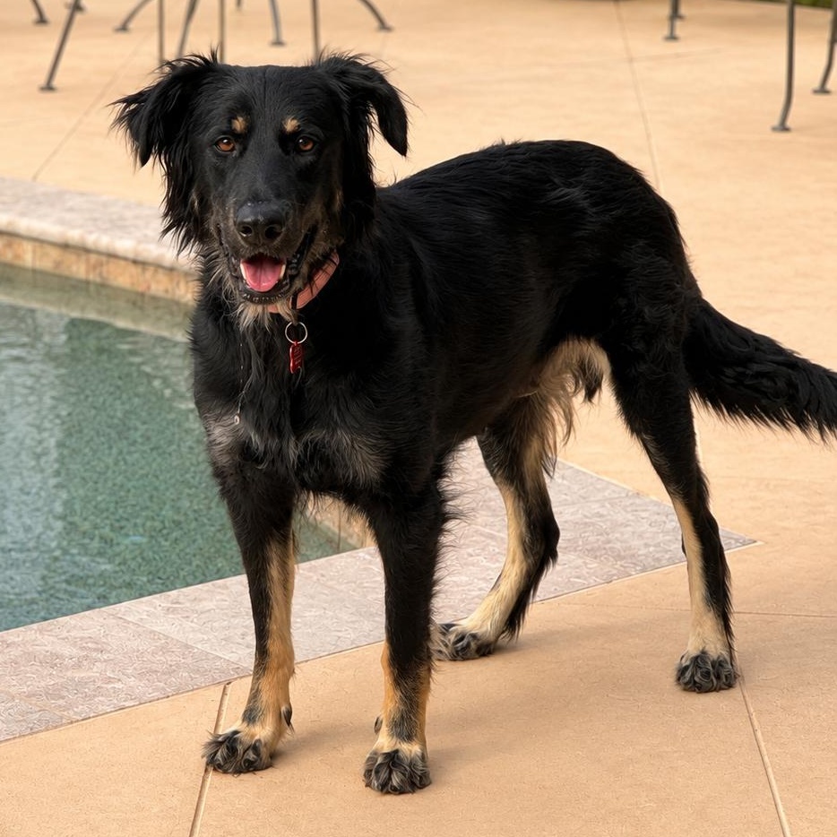Bella (Sweet, Affectionate, Dog and Family Friendly), an adopted mixed breed in Manchester, NH image 1/3