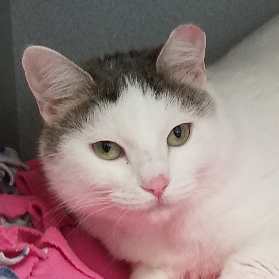 Diamond, a Adoptable Domestic Short Hair in Grayslake, IL image 4/5