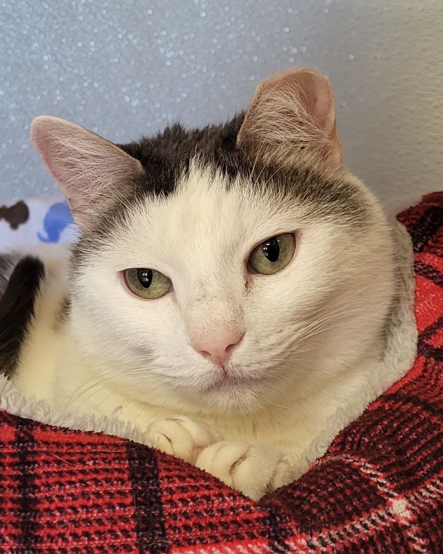 Diamond, a Adoptable Domestic Short Hair in Grayslake, IL image 5/5