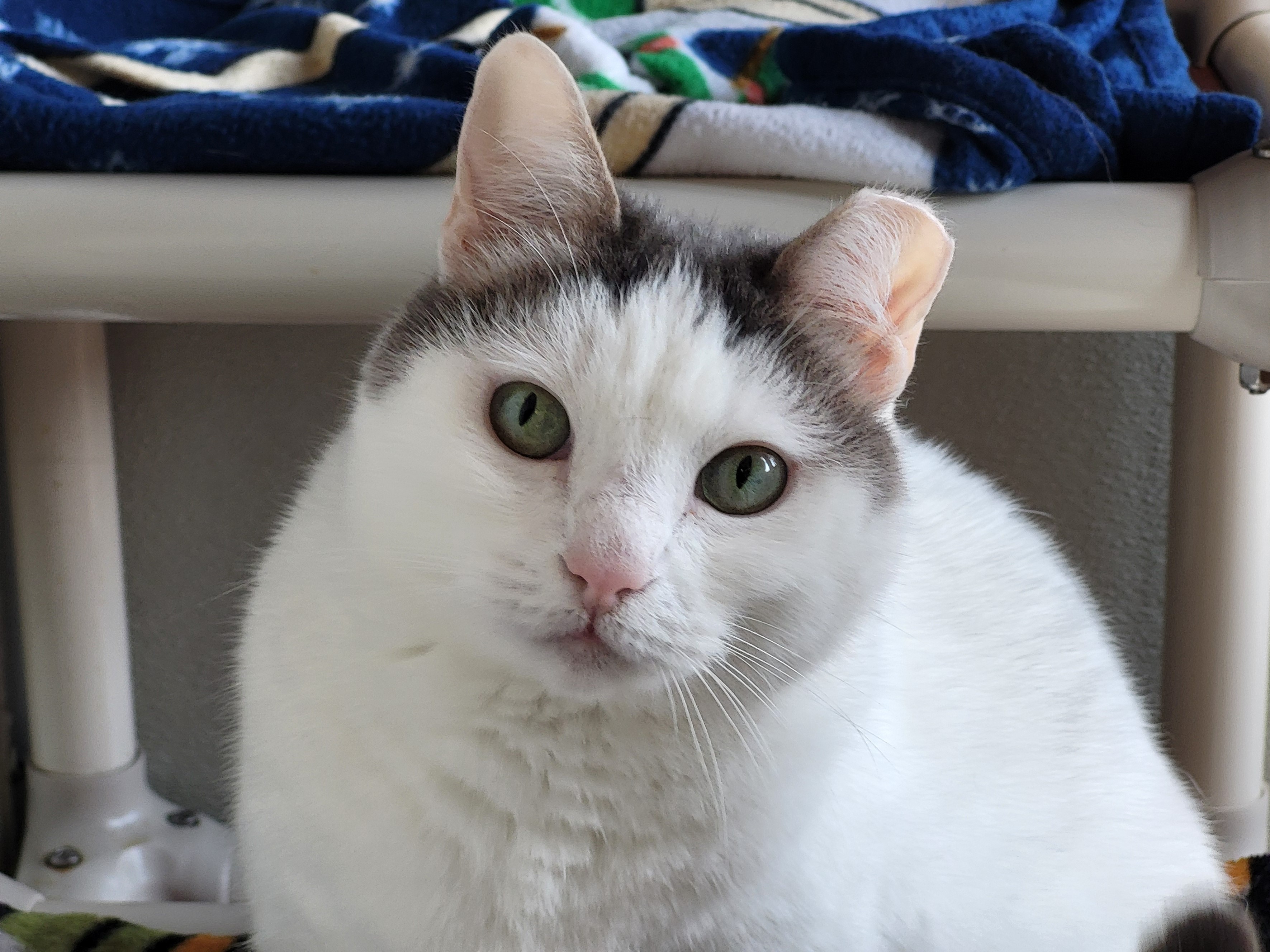 Diamond, a Adoptable Domestic Short Hair in Grayslake, IL image 1/5
