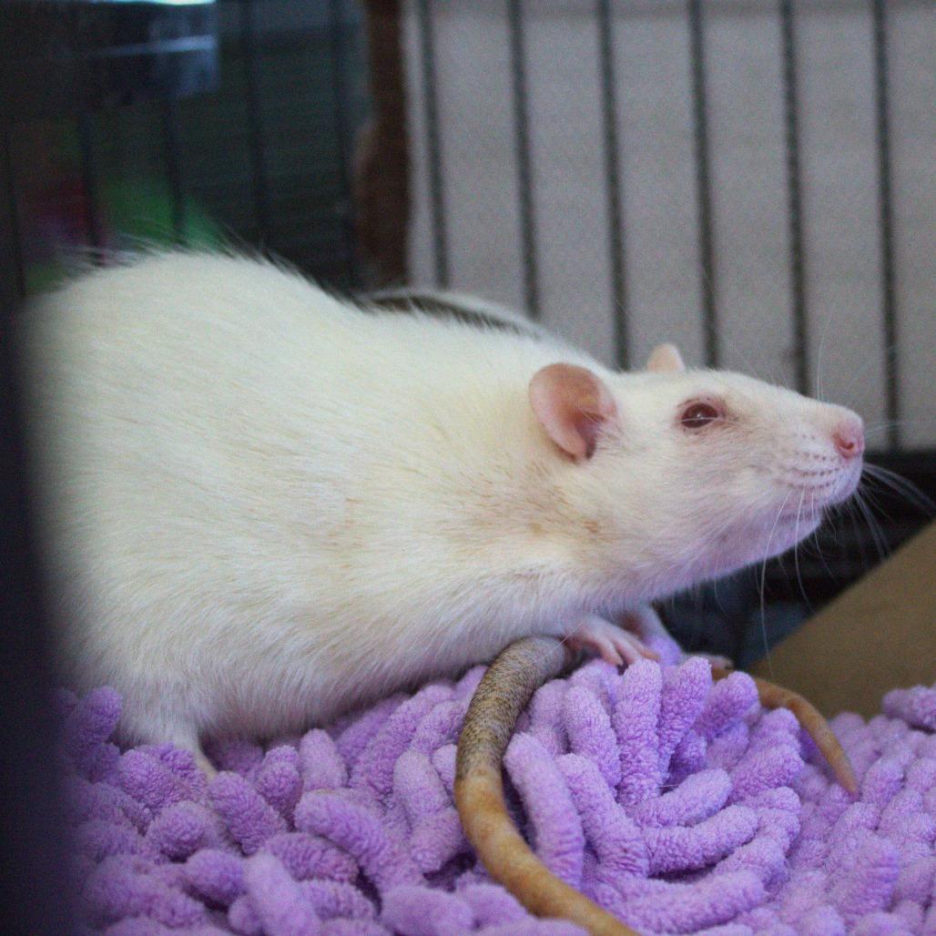 Cute Rats, Adoptable, Adult Female Rat.