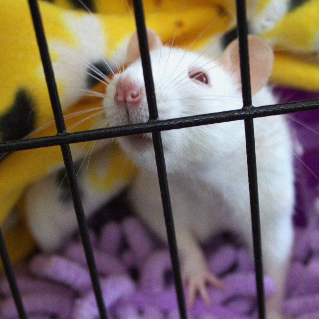 Enlarge Cute Rats, a Adoptable Rat in Springfield, MO image 2/4