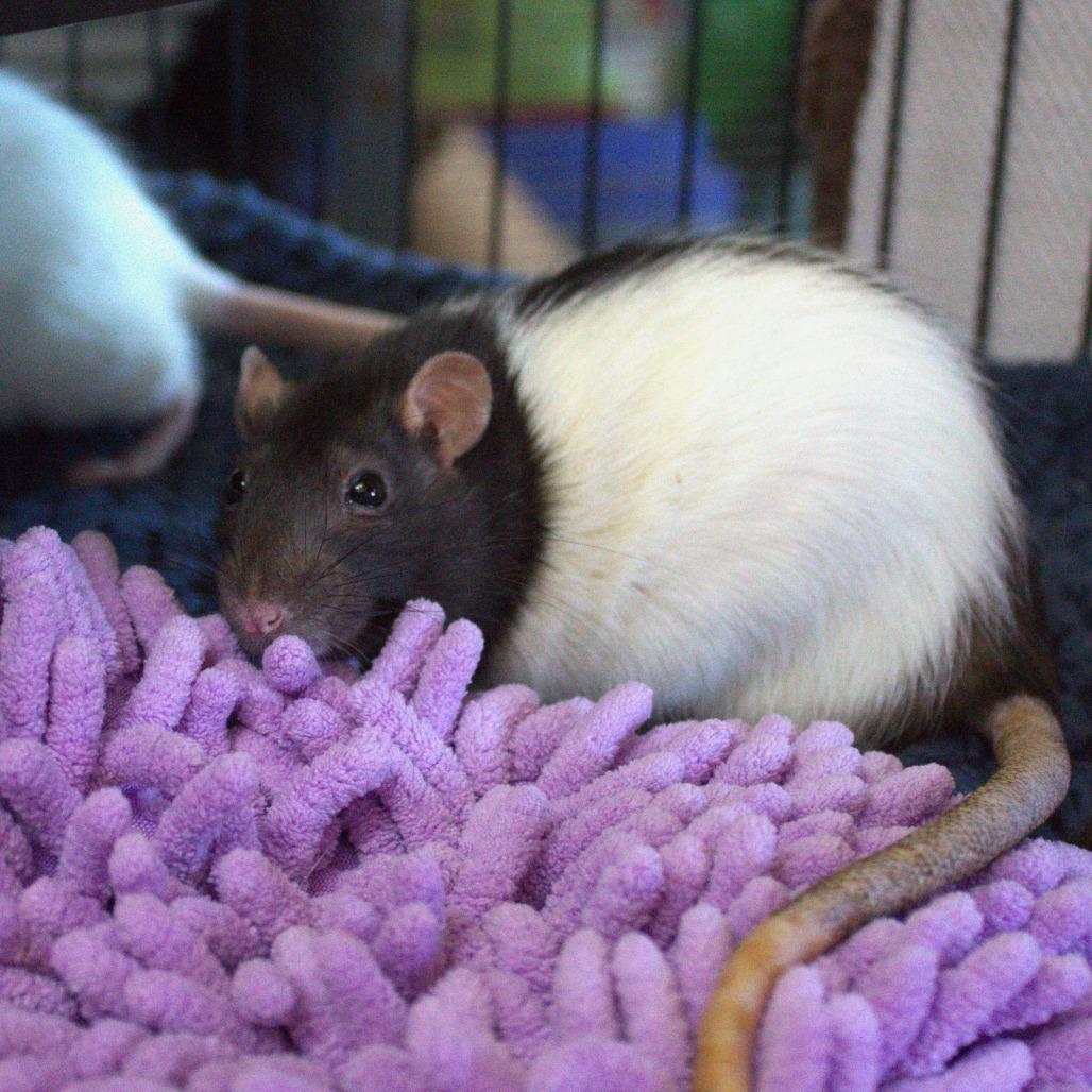 Enlarge Cute Rats, a Adoptable Rat in Springfield, MO image 3/4