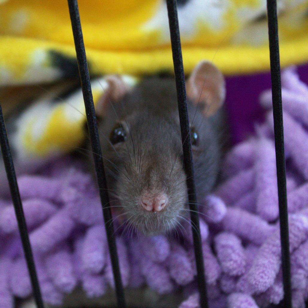 Enlarge Cute Rats, a Adoptable Rat in Springfield, MO image 4/4