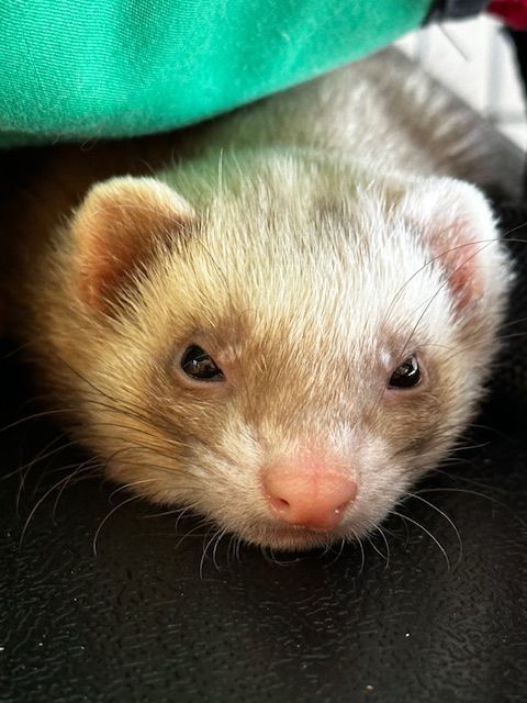 Ruffles, Adopted, Adult Female Ferret.