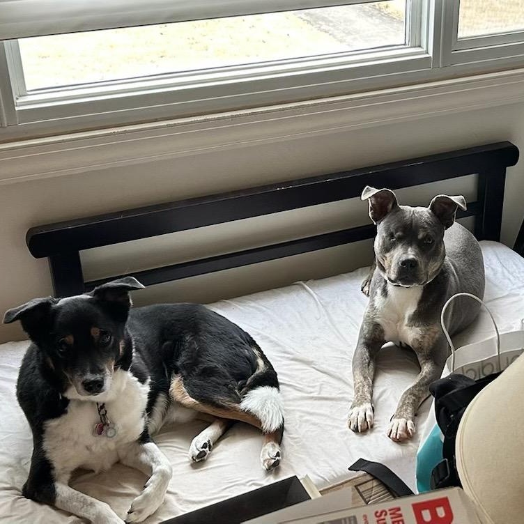 Enlarge Wonderful Willie, a ADOPTABLE mixed breed in Reston, VA image 5/6