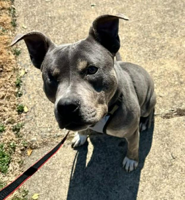 Enlarge Wonderful Willie, a ADOPTABLE mixed breed in Reston, VA image 4/5