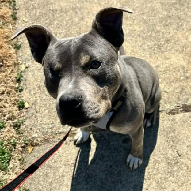 Enlarge Wonderful Willie, a ADOPTABLE mixed breed in Reston, VA image 4/6