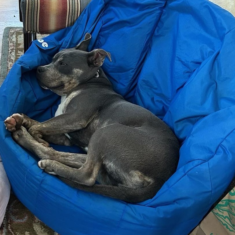 Enlarge Wonderful Willie, a ADOPTABLE mixed breed in Reston, VA image 6/6