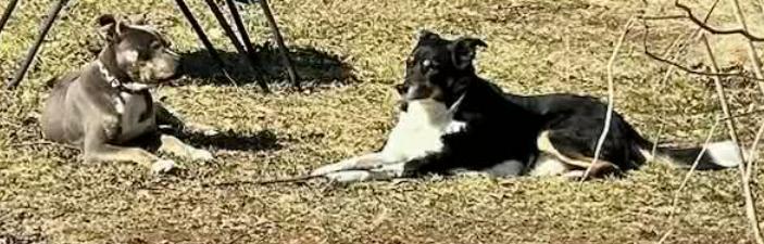 Enlarge Wonderful Willie, a ADOPTABLE mixed breed in Reston, VA image 2/5