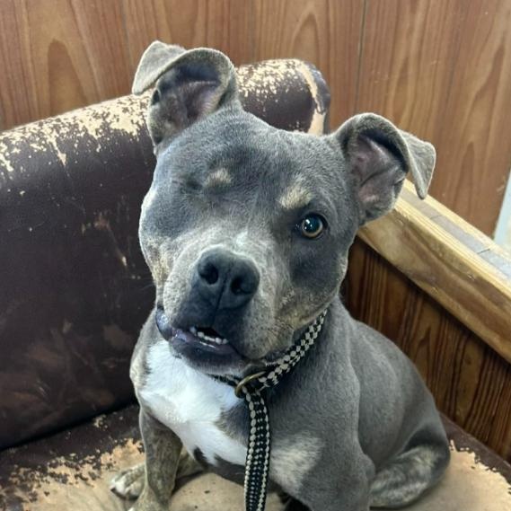 Enlarge Wonderful Willie, a ADOPTABLE mixed breed in Reston, VA image 3/6