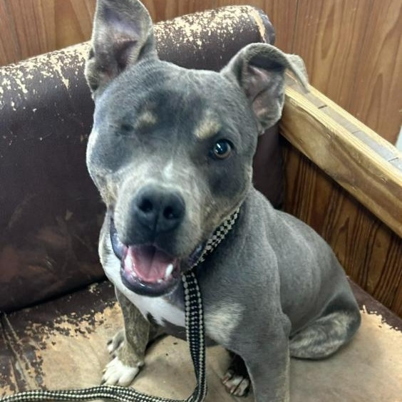 Wonderful Willie, ADOPTABLE, Young Male Terrier.