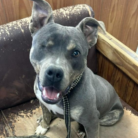 Enlarge Wonderful Willie, a ADOPTABLE mixed breed in Reston, VA image 1/6