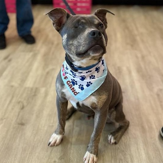 Wonderful Willie, ADOPTABLE, Young Male Terrier.