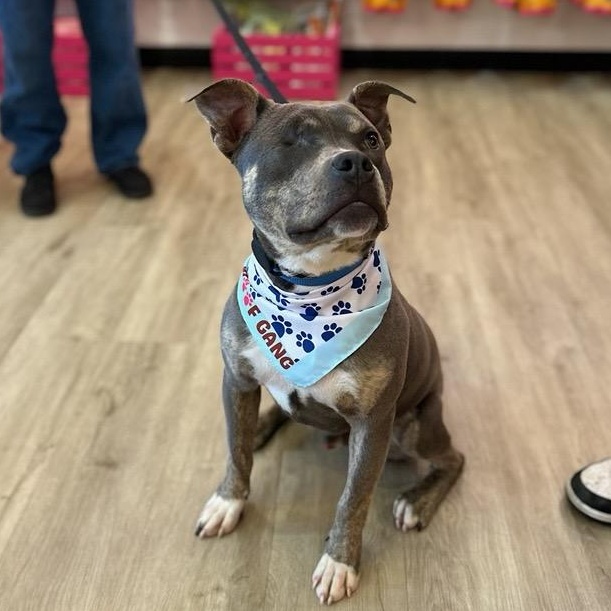 Enlarge Wonderful Willie, a ADOPTABLE mixed breed in Reston, VA image 2/6