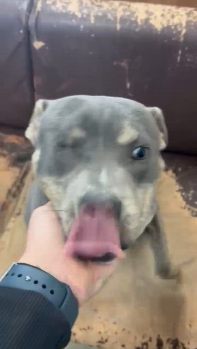 Enlarge Wonderful Willie, a ADOPTABLE mixed breed in Reston, VA video 5/5