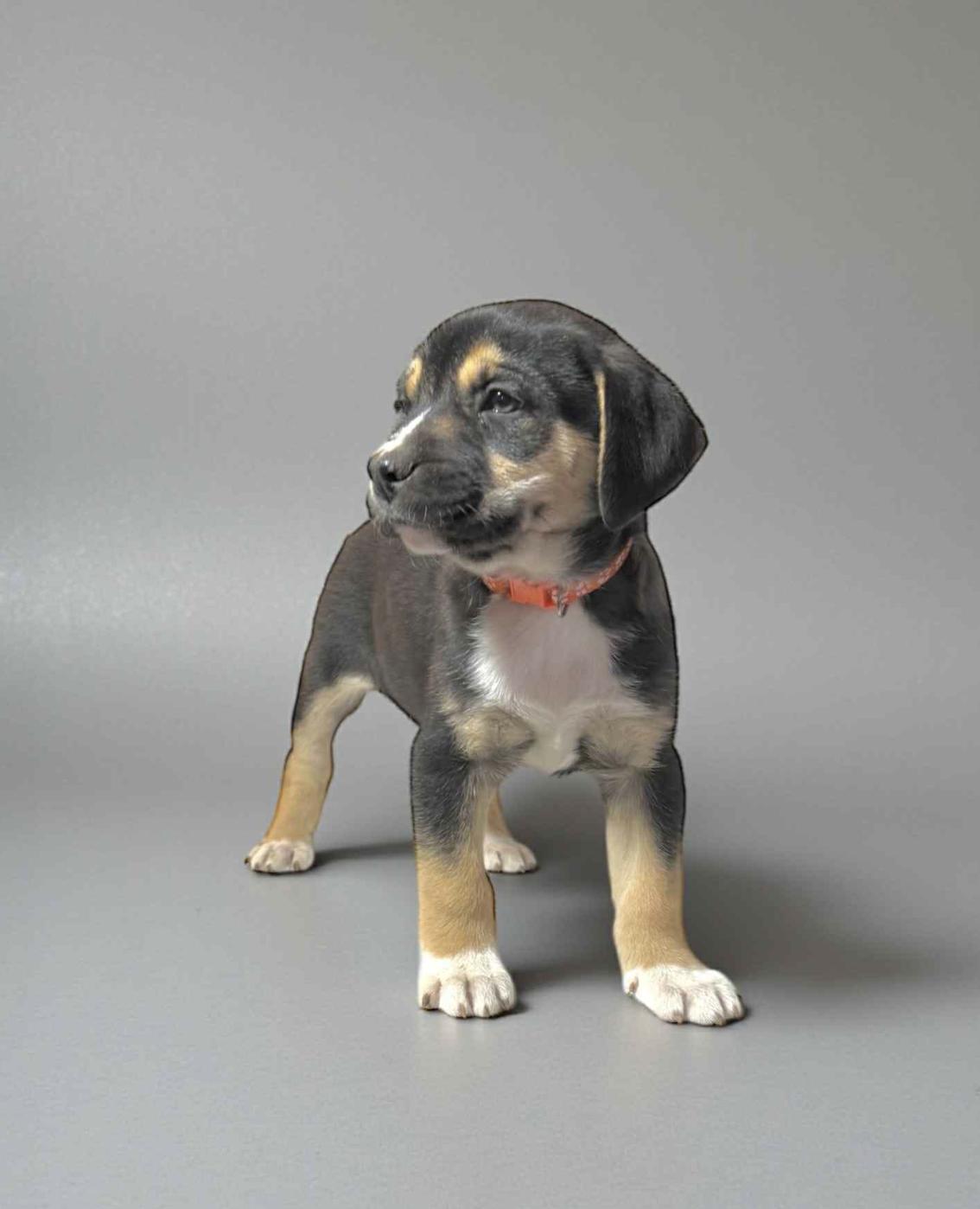 Ximera — thumbnail 3