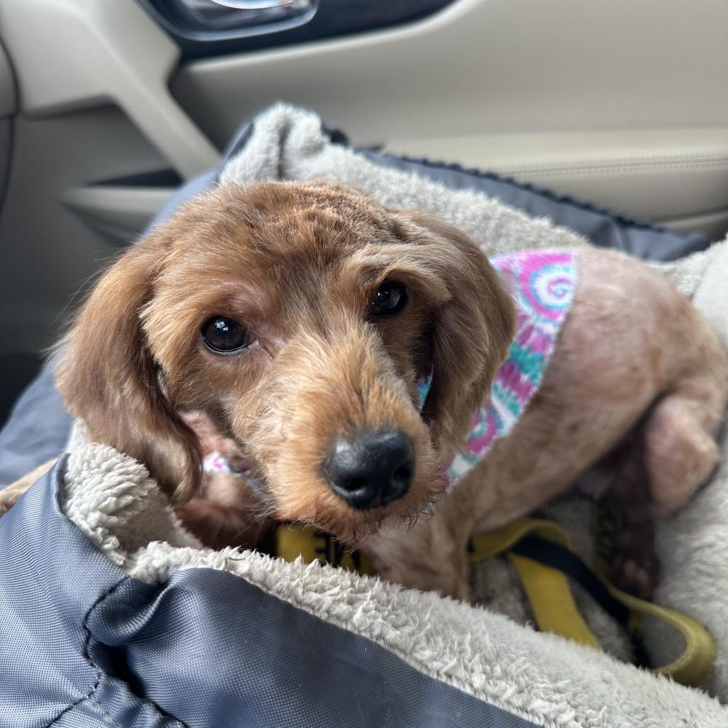 Brisket, Adoptable, Adult Female Poodle & Mixed Breed.