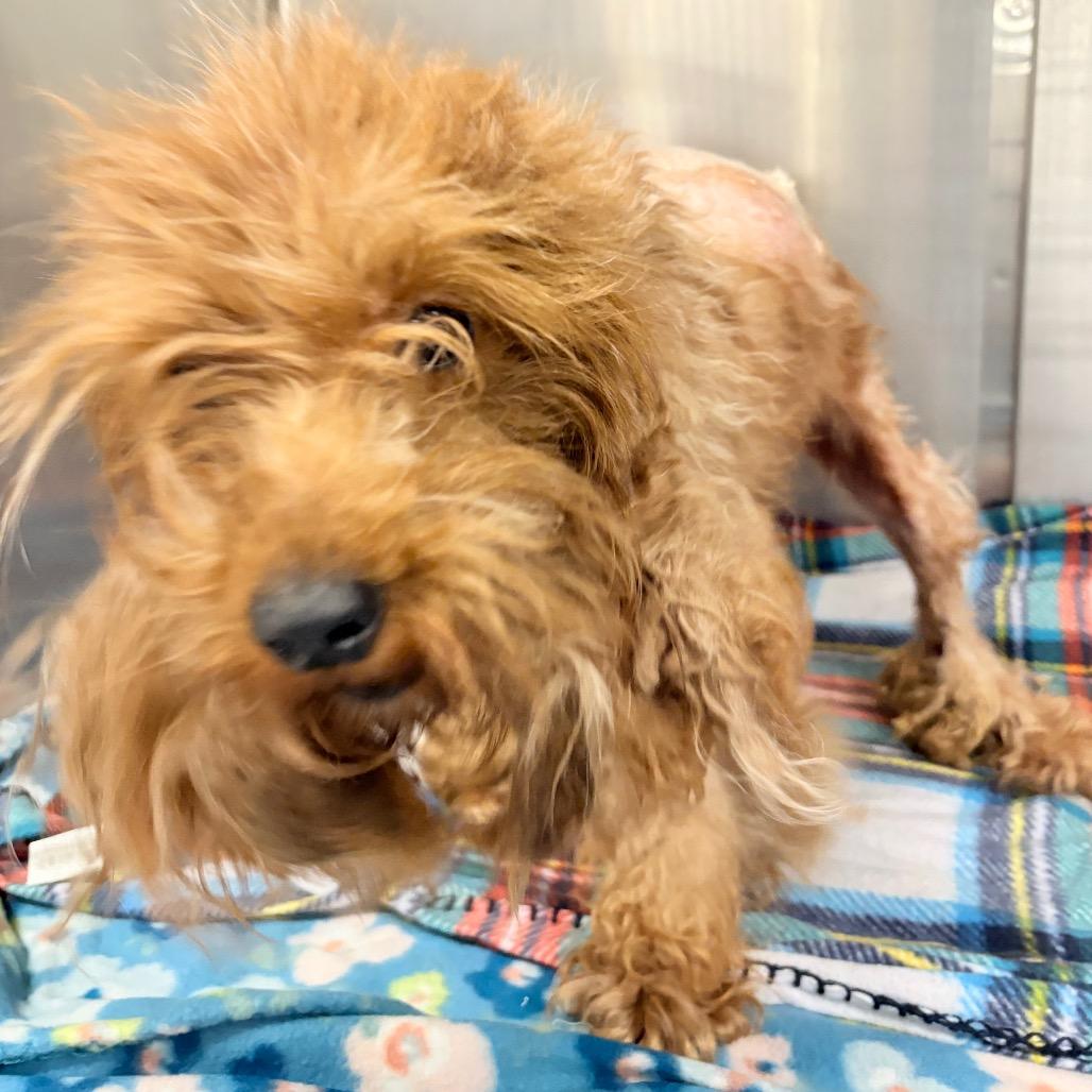 Enlarge Brisket, a Adoptable mixed breed in West Chester, PA image 2/5