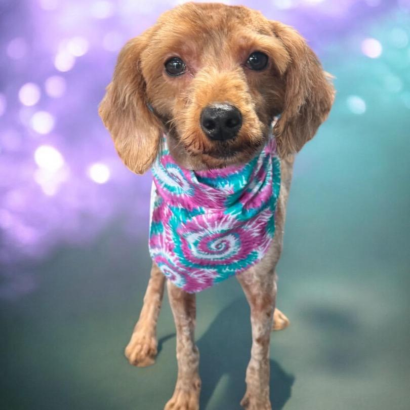 Enlarge Brisket, a Adoptable mixed breed in West Chester, PA image 3/5