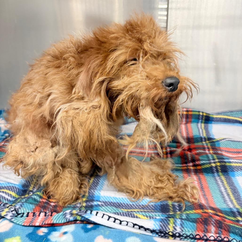 Enlarge Brisket, a Adoptable mixed breed in West Chester, PA image 4/5