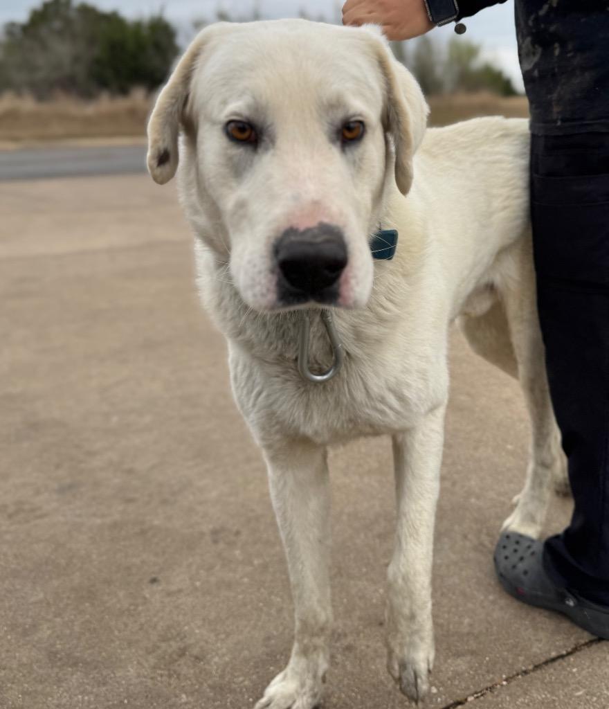 Enlarge hawk, a Adoptable Great Pyrenees in Belton, TX image 1/1