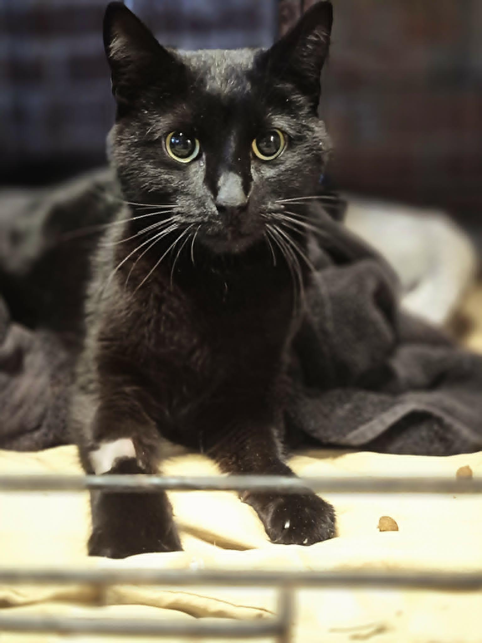 Pompeii, Adoptable, Adult Female Domestic Short Hair.