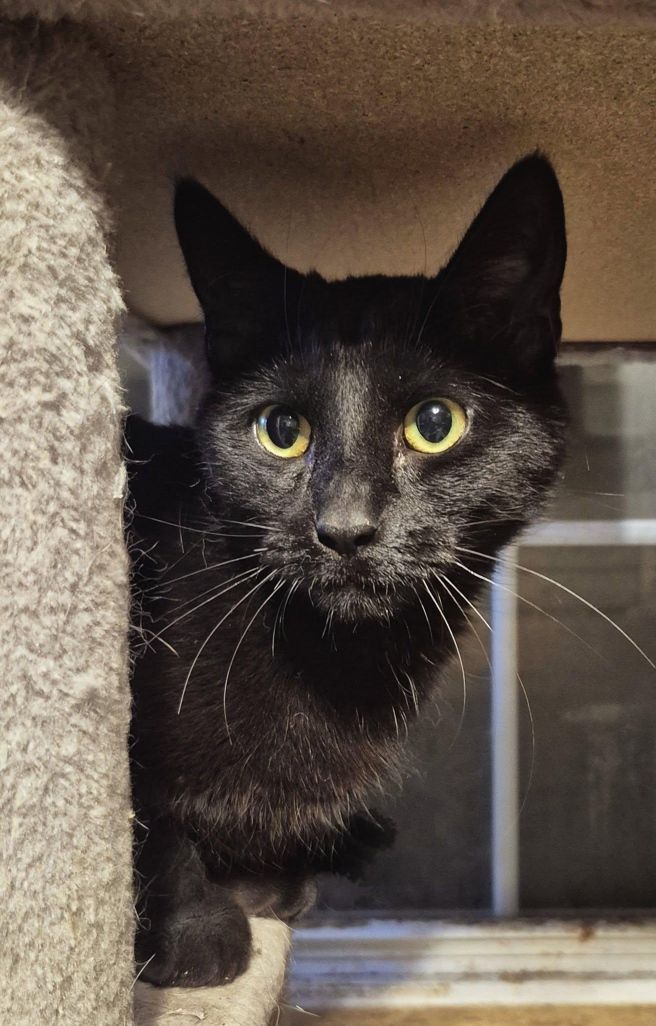 Enlarge Pompeii, a Adoptable Domestic Short Hair in Clymer, PA image 2/2