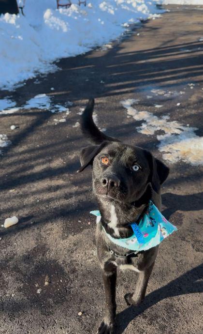 Enlarge Bublé, a Adoptable mixed breed in Chicago, IL image 1/3