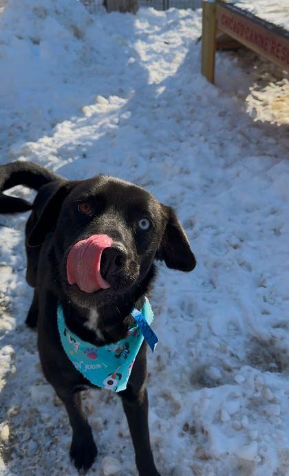 Enlarge Bublé, a Adoptable mixed breed in Chicago, IL image 2/3