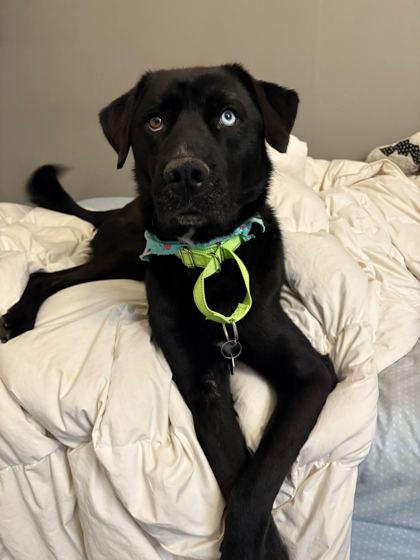 Enlarge Bublé, a Adoptable mixed breed in Chicago, IL image 3/3