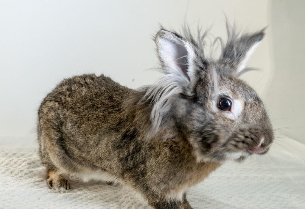 Klickitat, Adoptable, Adult Male Bunny Rabbit.