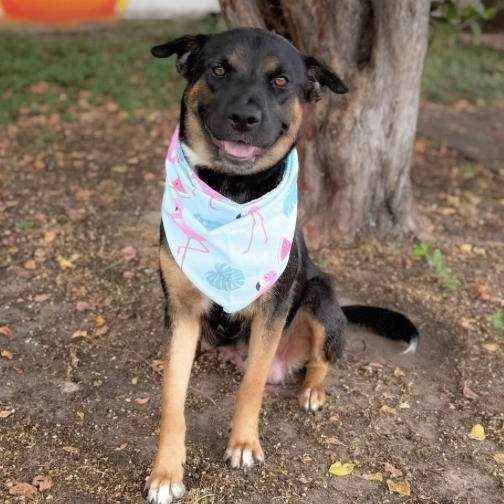 Momma Cita (URGENT), a Adoptable German Shepherd Dog in Boston, MA image 1/5