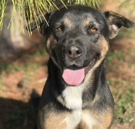 Momma Cita (URGENT), a Adoptable German Shepherd Dog in Boston, MA image 2/5