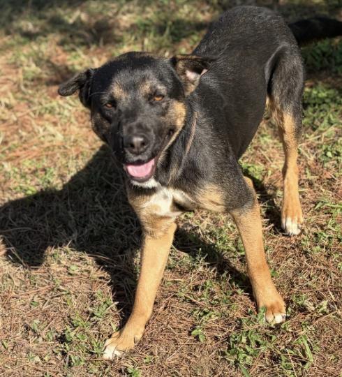 Momma Cita (URGENT), a Adoptable German Shepherd Dog in Boston, MA image 3/5