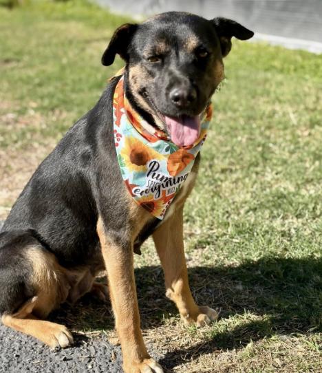 Momma Cita (URGENT), a Adoptable German Shepherd Dog in Boston, MA image 4/5