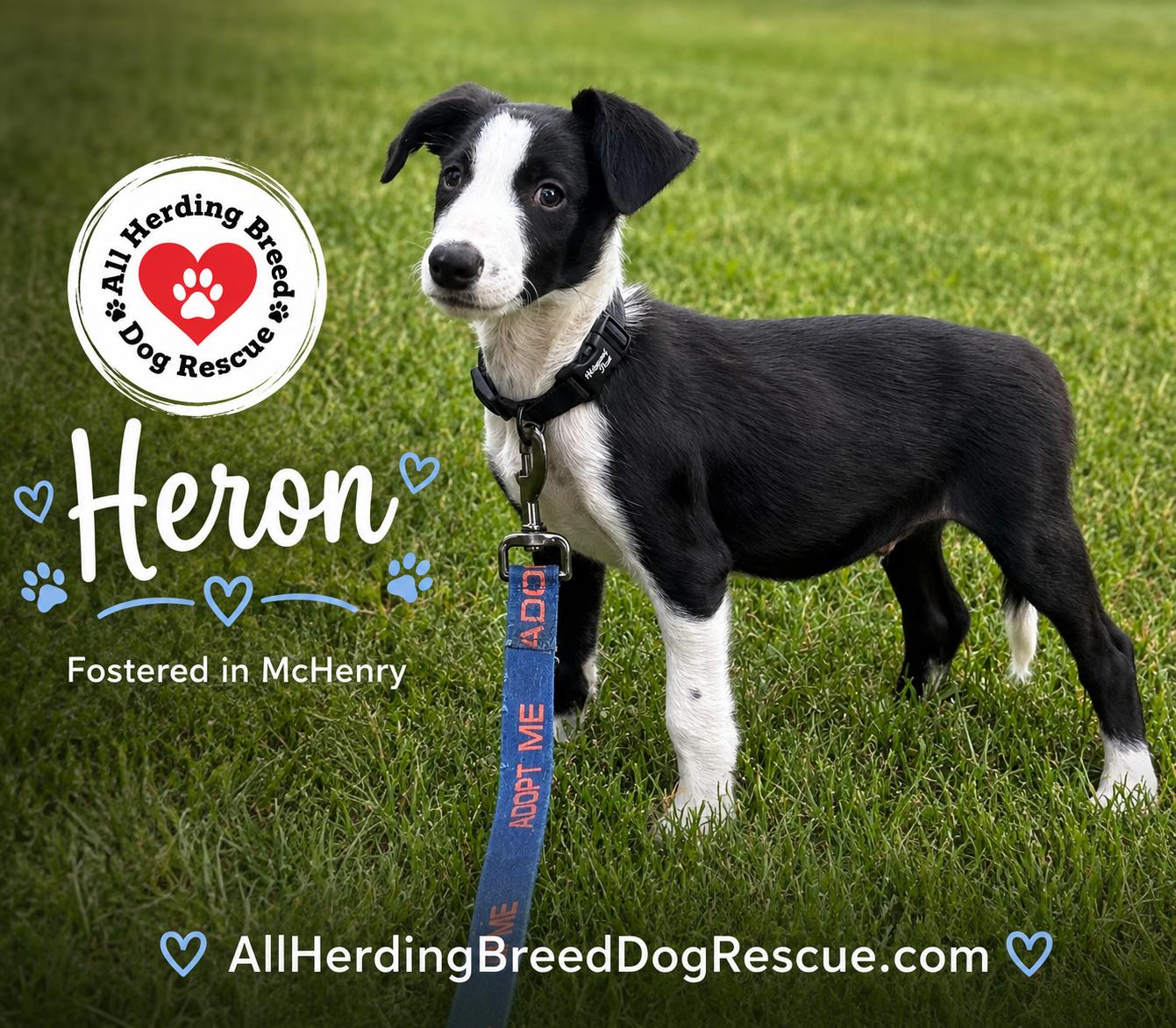 Enlarge Heron, a Adoptable Border Collie in McHenry, IL image 2/2