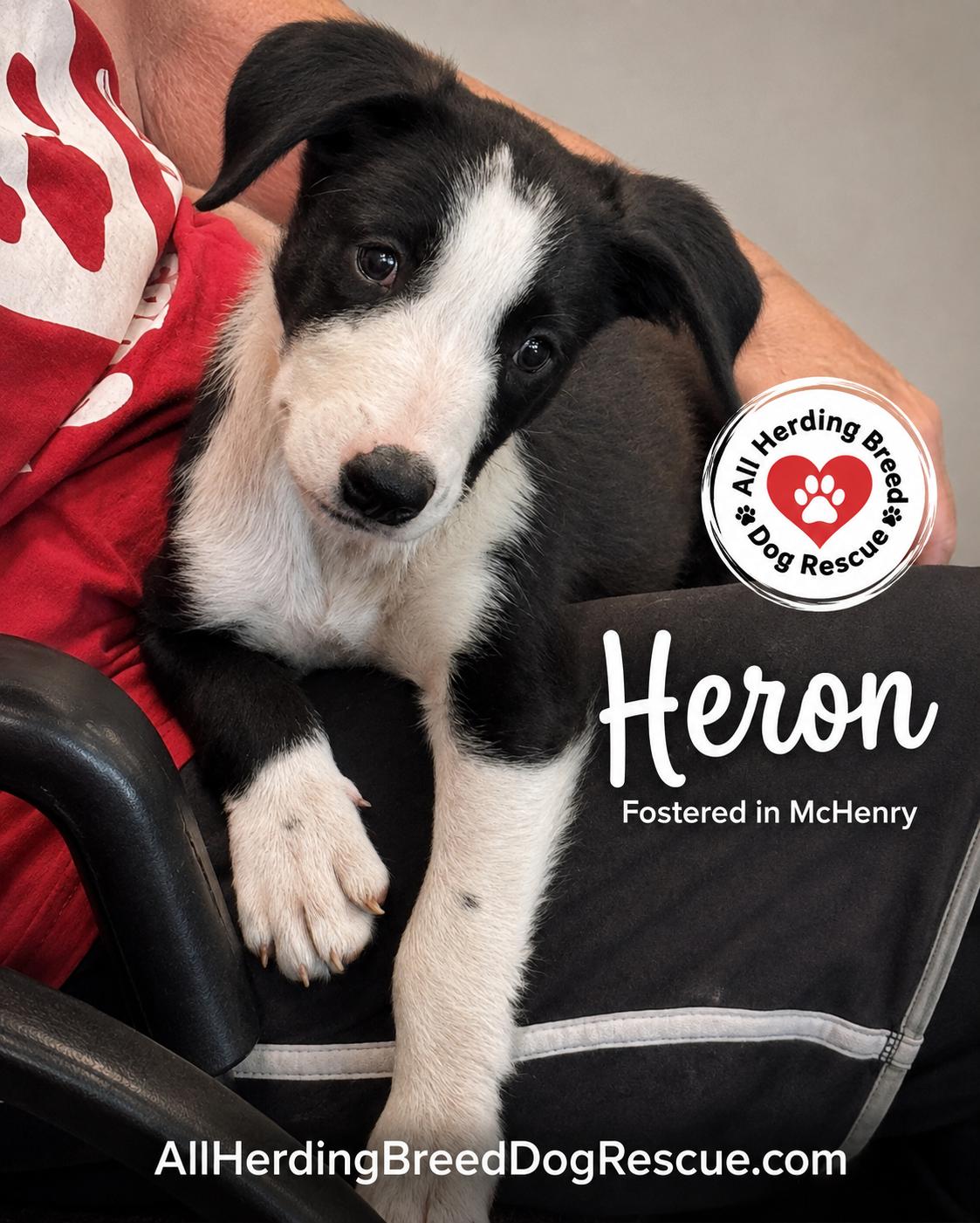 Enlarge Heron, a Adoptable Border Collie in McHenry, IL image 1/2