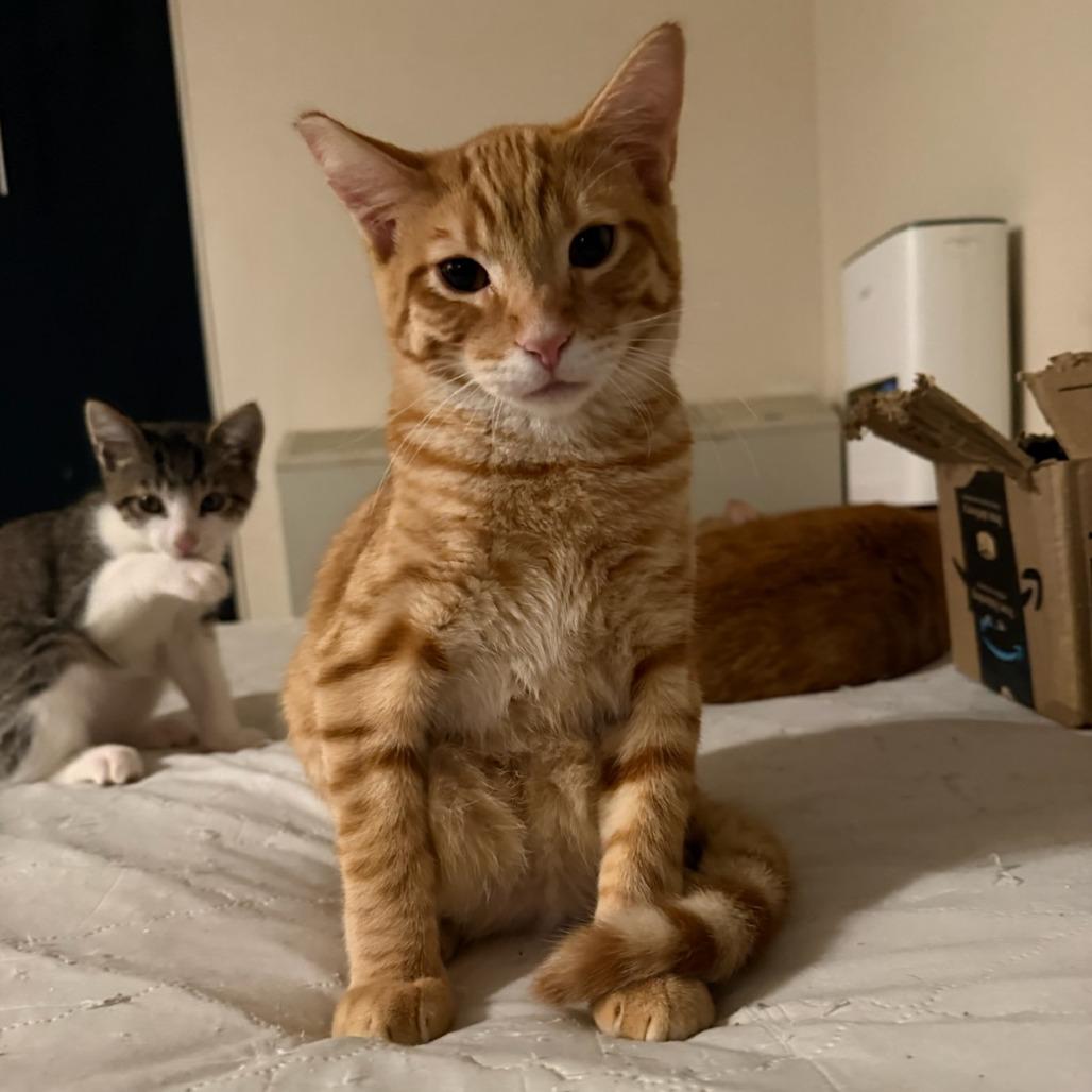 Edgar, Adoptable, Young Male Domestic Short Hair.