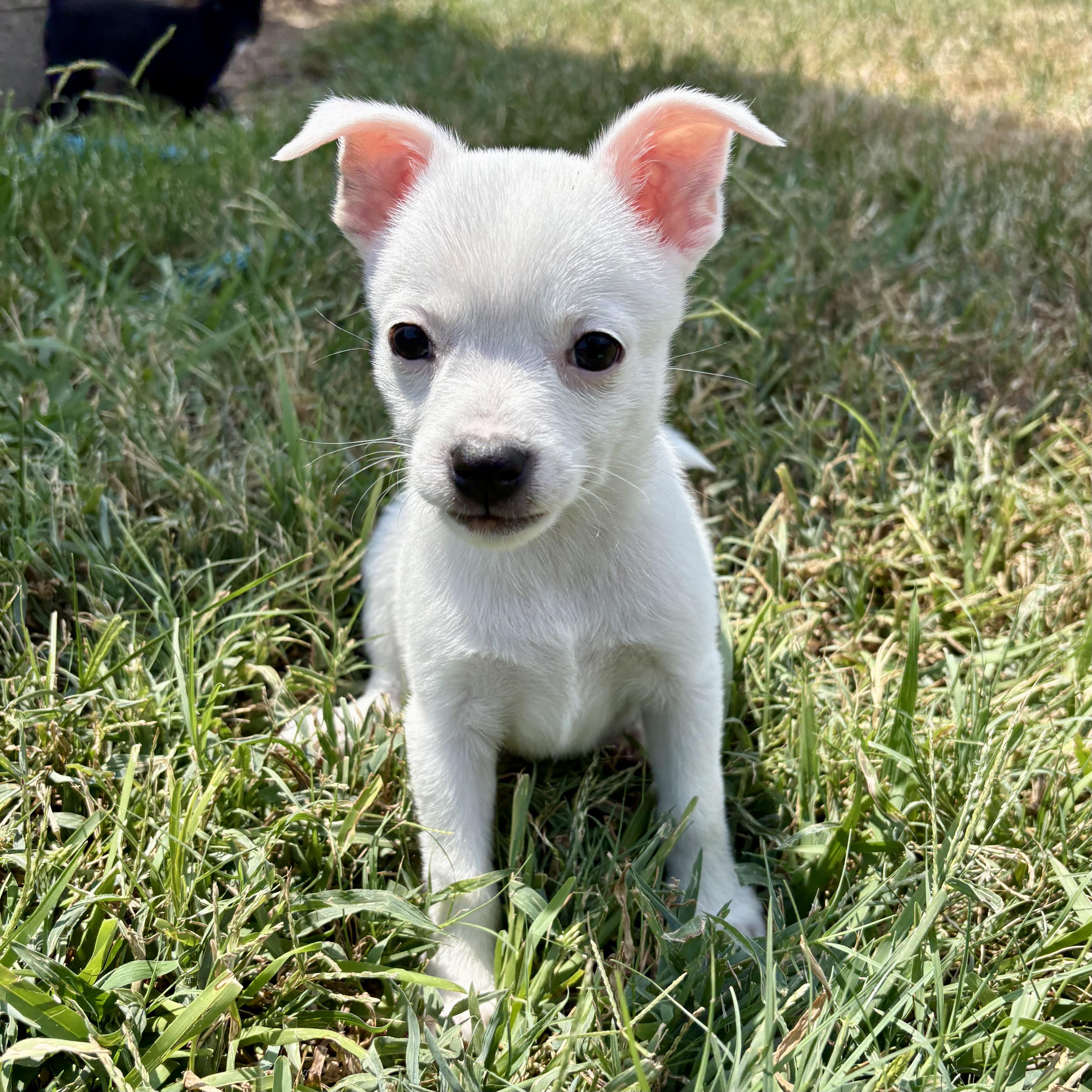 Enlarge Pearl, a Adoptable mixed breed in Bryan, TX image 2/2