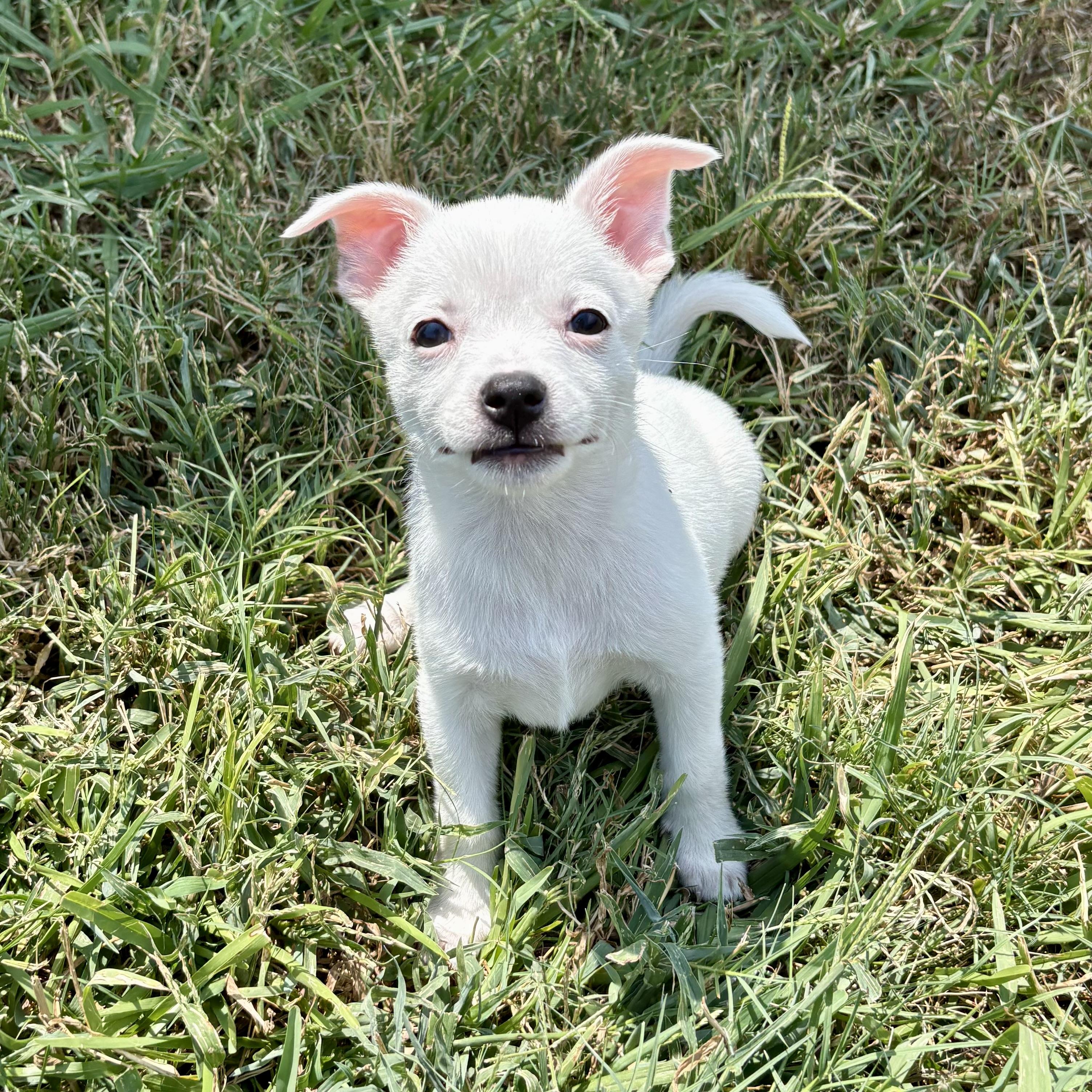 Pearl, Adoptable, Puppy Female Rat Terrier.
